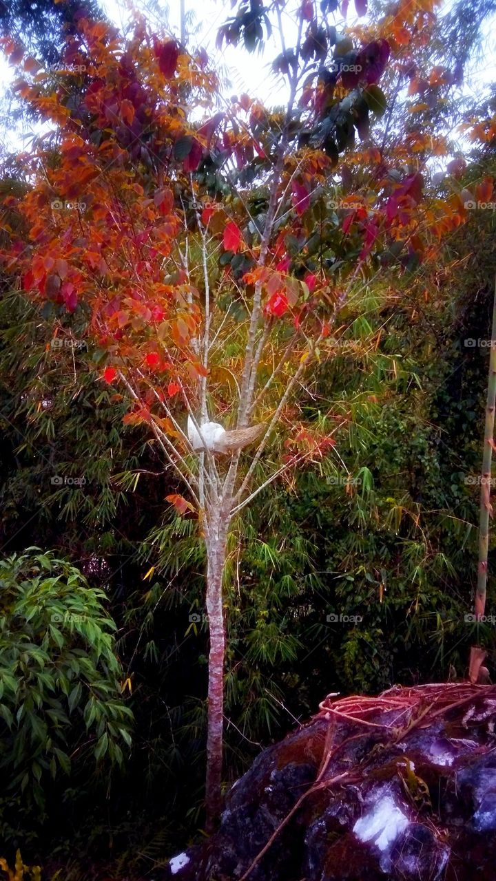 Buffalo's Horn on the tree