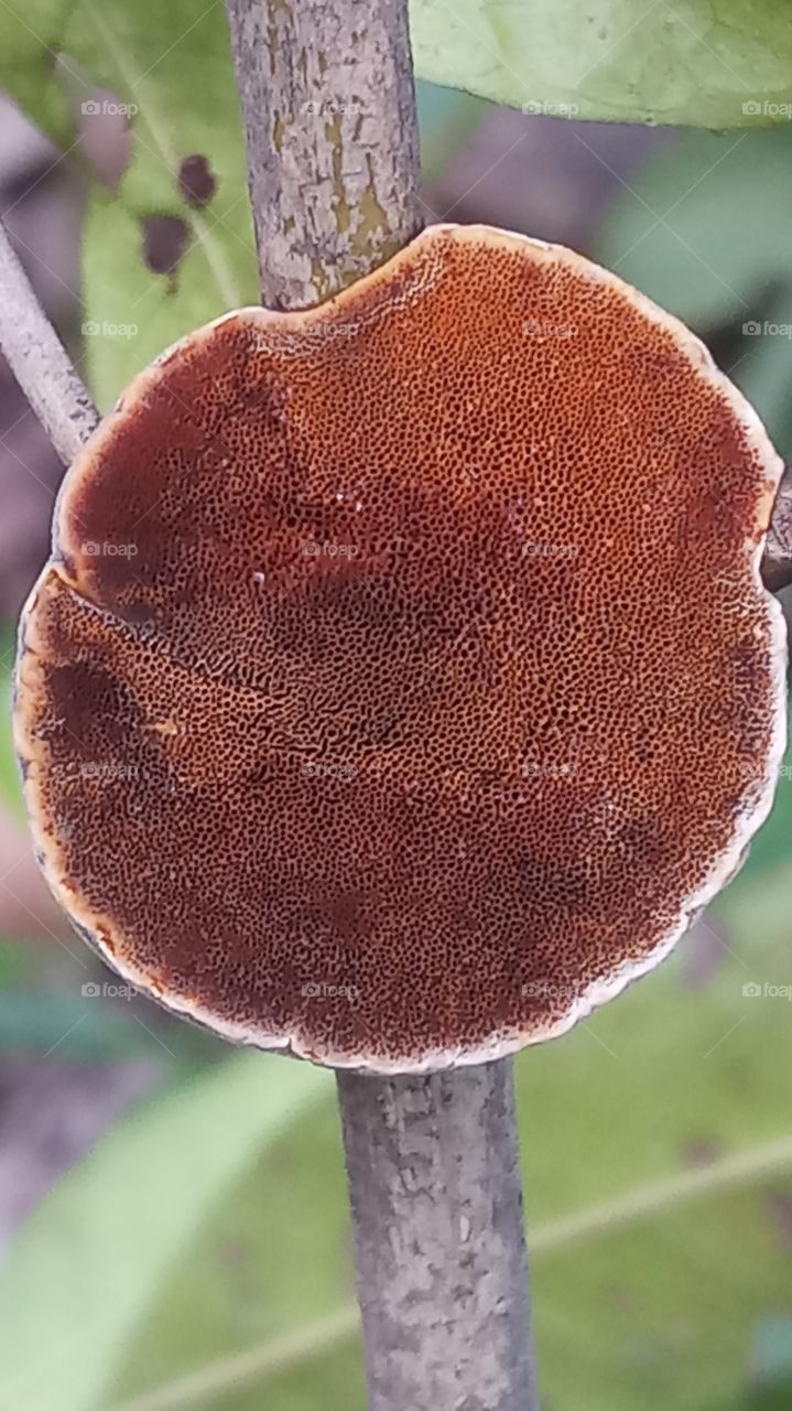The fungus is very very nice click