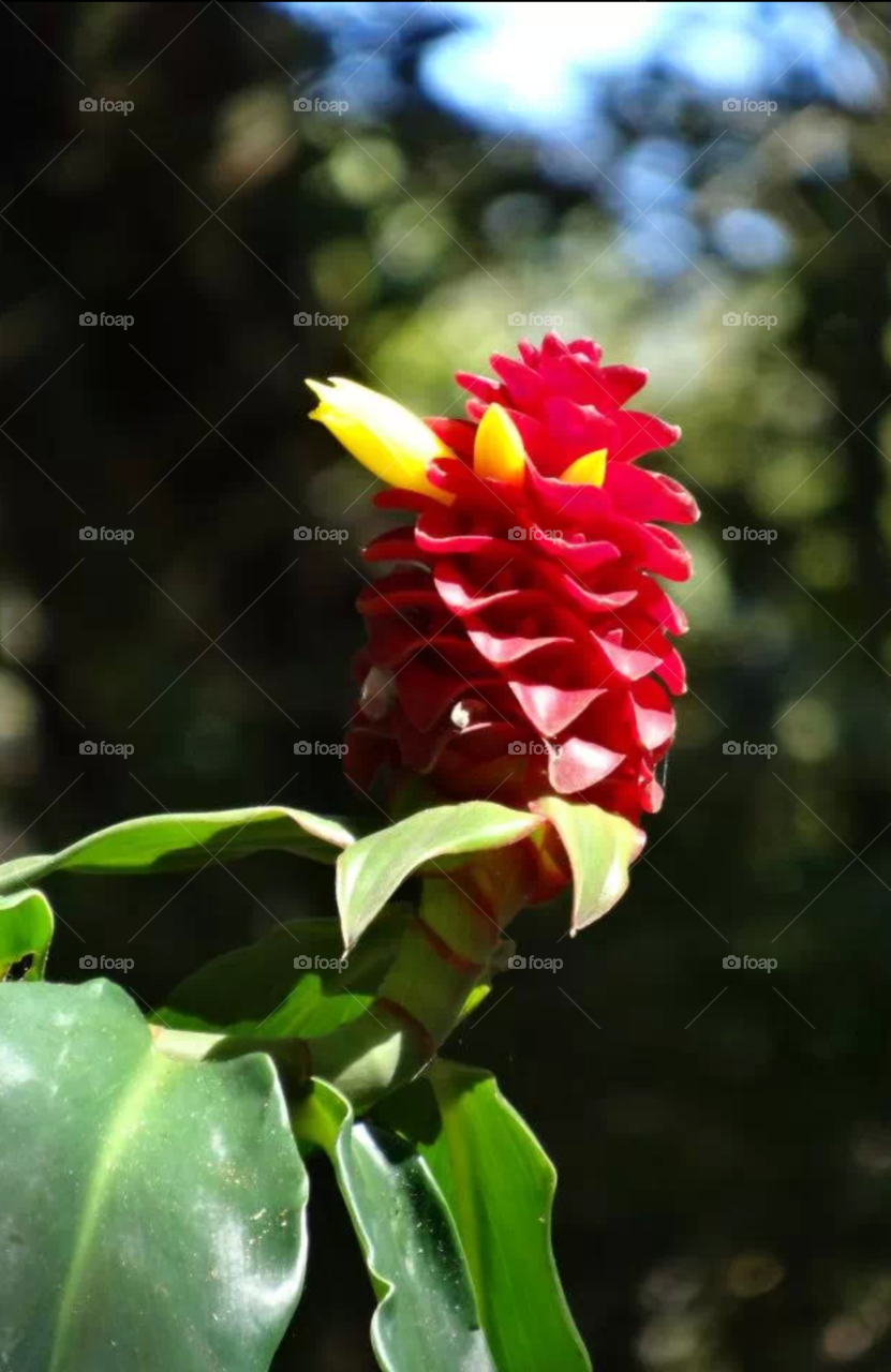maui flower