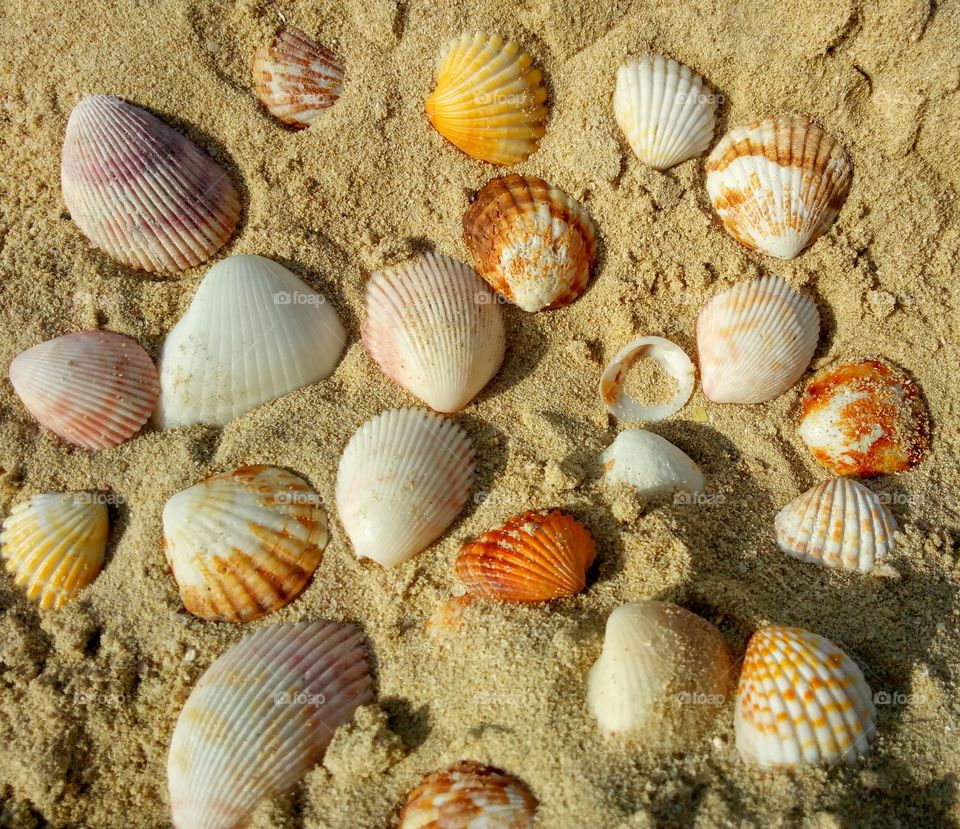 shells on the kite beach in Dubai