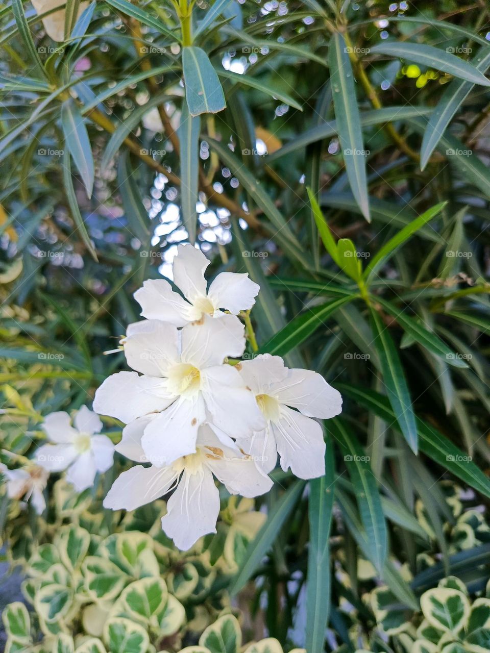 "Amidst the evergreen leaves, the white petals bloom, a delicate reminder that even in the densest of surroundings, purity finds its way to shine."