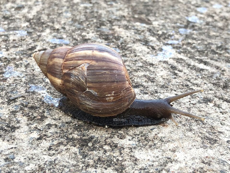 I have never seen one of these soo big - about 5 cm / 2 in... and crawling in the sidewalk without a care in the world...