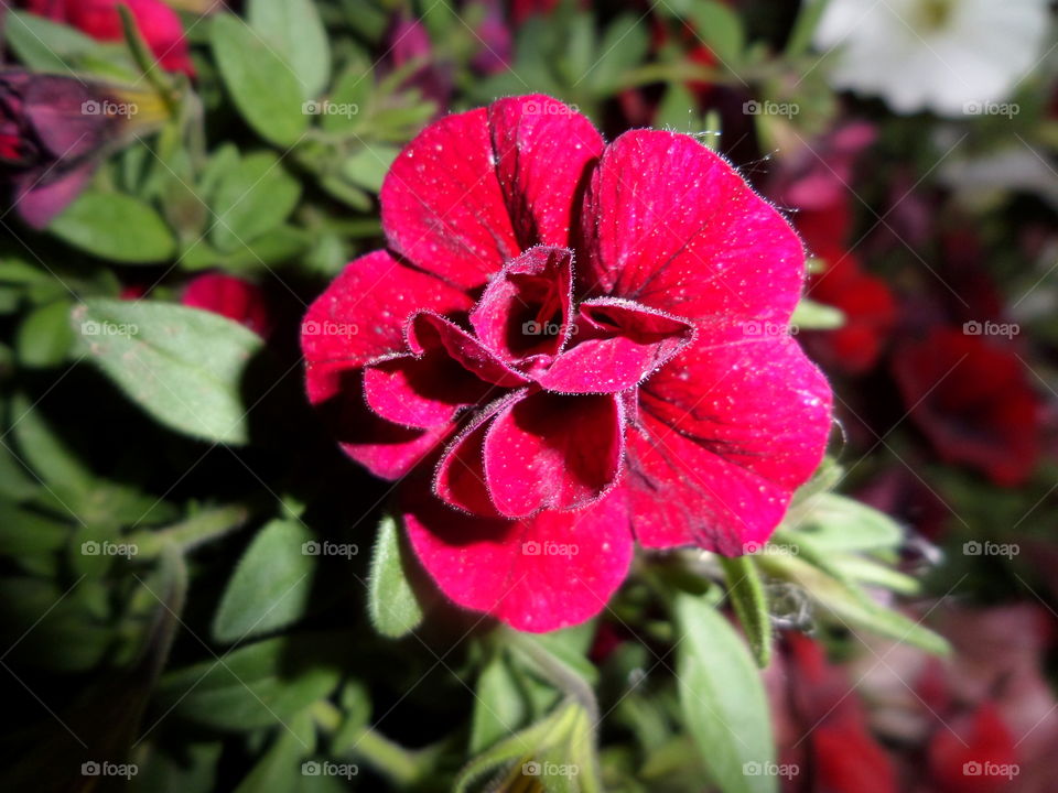 Red Color Story
by Getty Images Mission