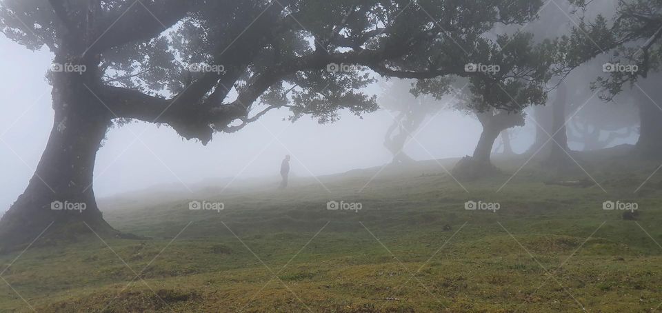 Man walking the laurel forest in Madeira