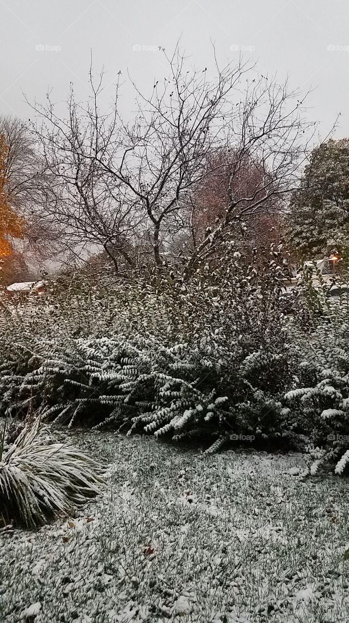 1st snow of year