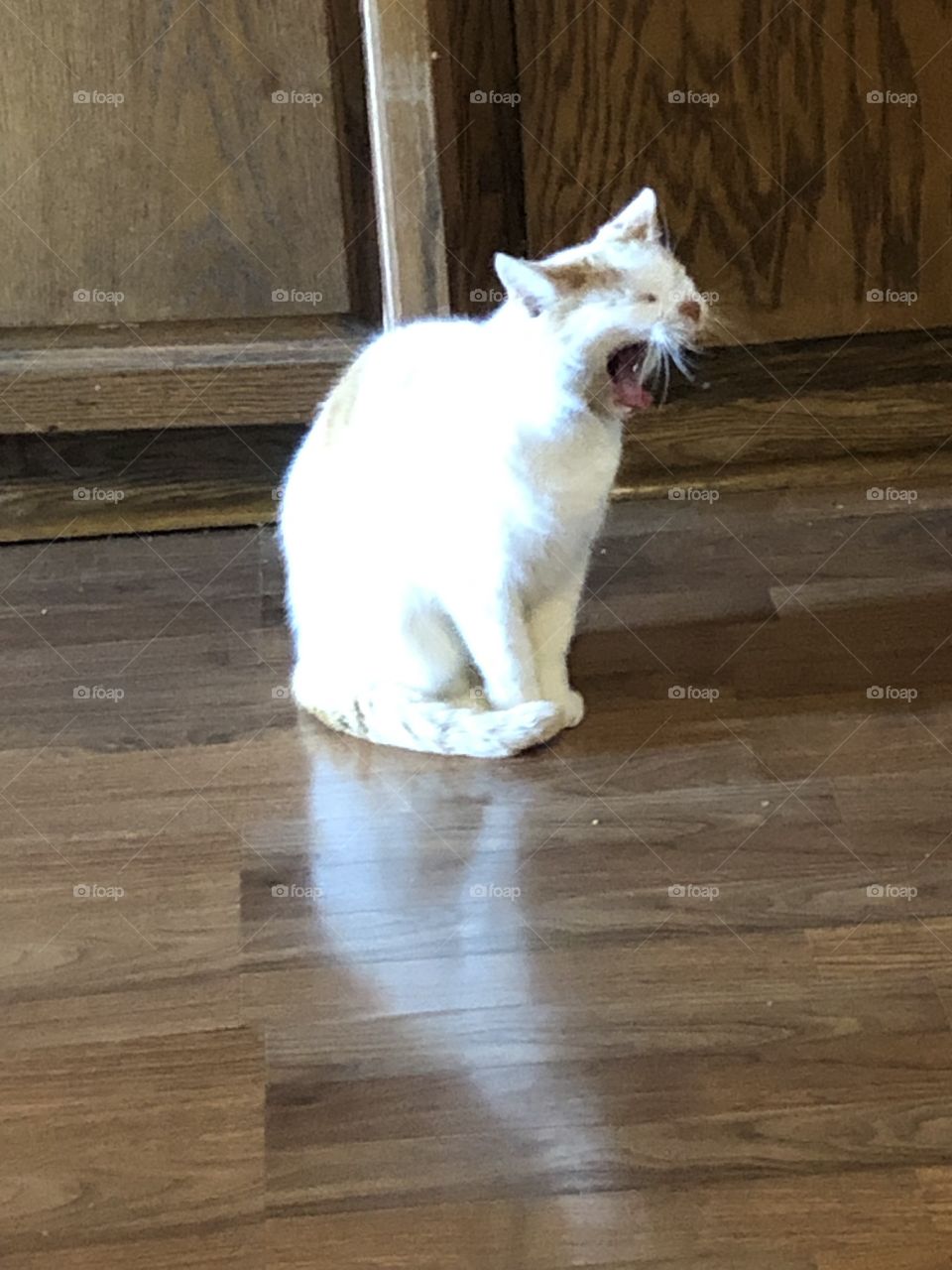 Yawning cat indoors