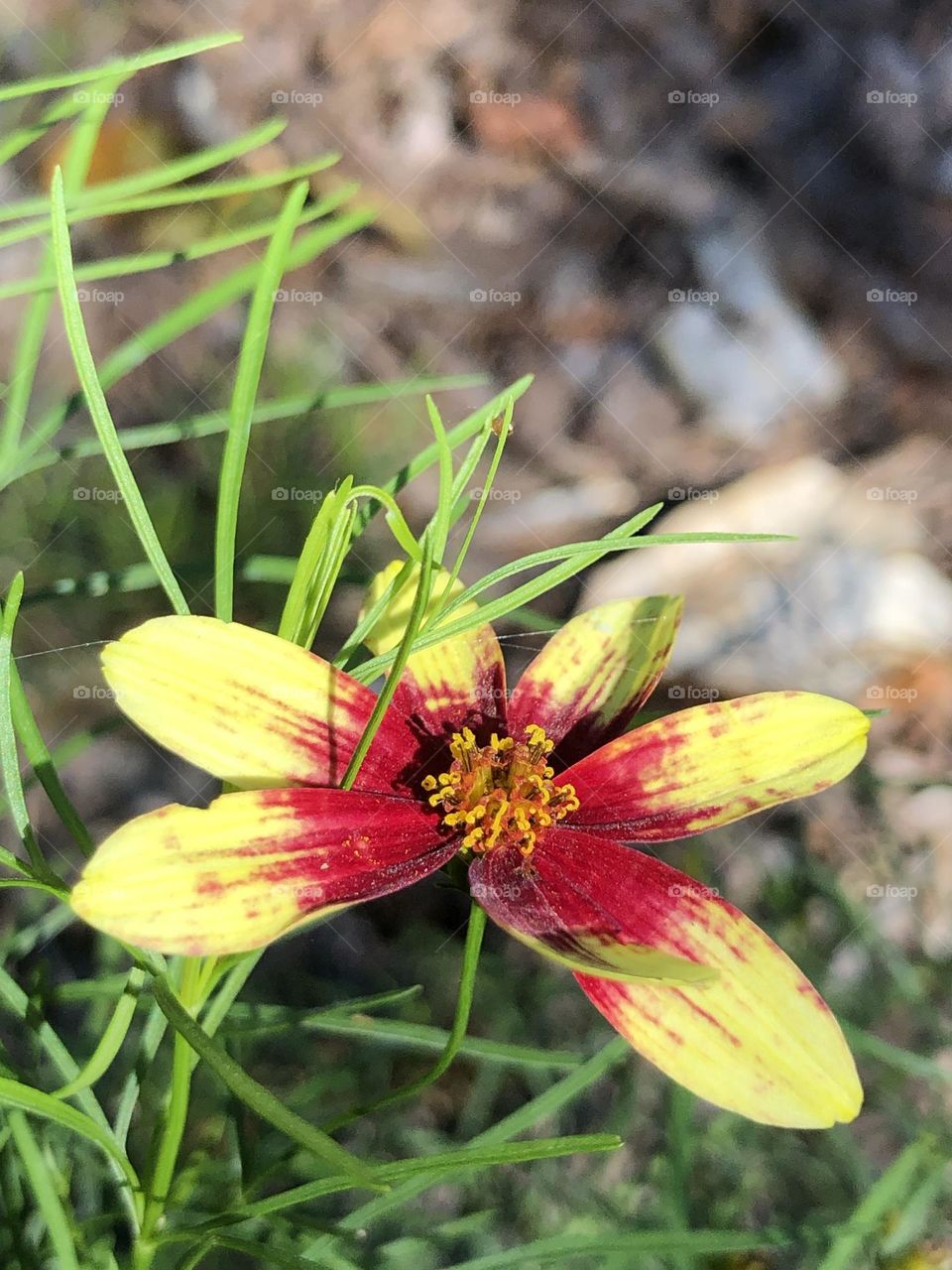 Closeup of coreopsis bloom, yellow petals and deep magenta center