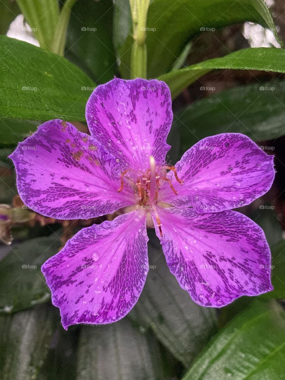 🌹 🇺🇸 Very beautiful flowers to brighten our day.  Live nature and its beauty. Did you like the delicate petals? / 🇧🇷 Flores muito bonitas para alegrar nosso dia. Viva a natureza e sua beleza. Gostaram das pétalas delicadas? 
