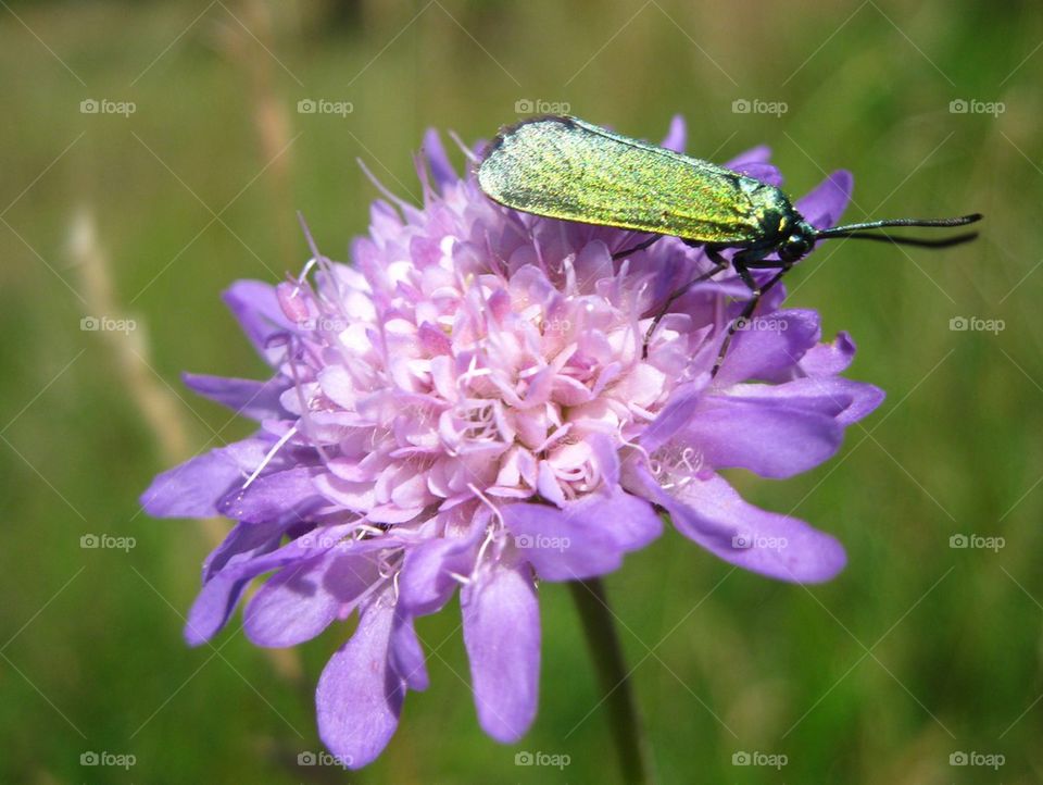 Beetle on purple flower