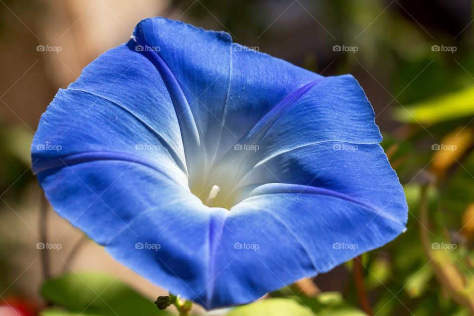 Close up of beautiful purple flower - Ipomoea purpurea, the common morning glory, tall morning-glory or purple morning glory