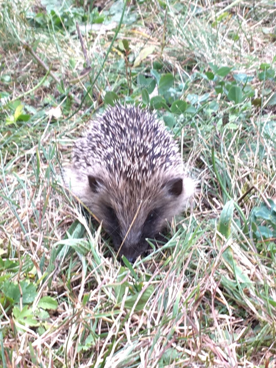 Young hedgehog same color than dry grass