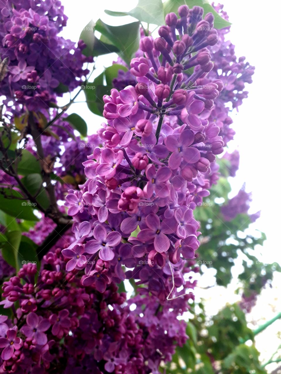 lilac