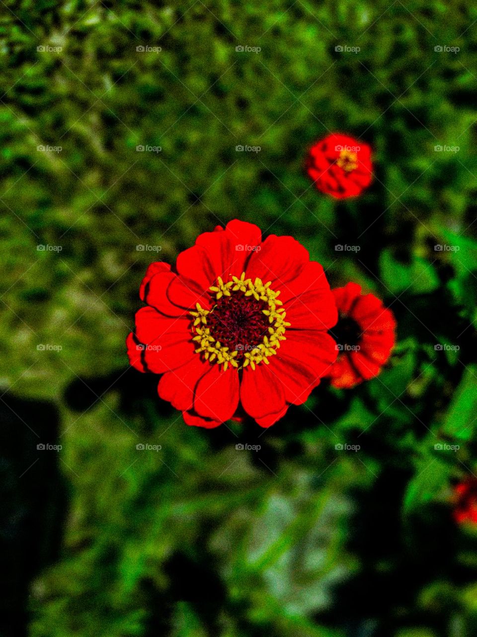 This zinnia flower looks very beautiful. There is a yellow circle in the middle of the flower. And the red leaves look very beautiful.
