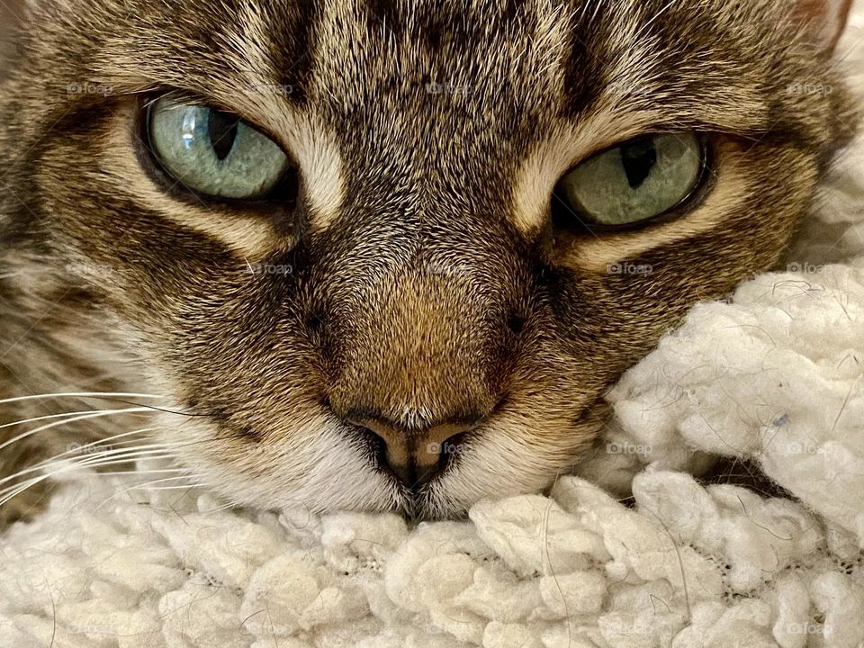 A brown tabby cat sleeping on a fluffy blanket