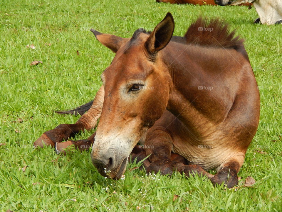 Grass, Mammal, Animal, Field, Hayfield