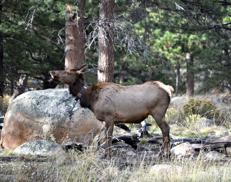 Elk