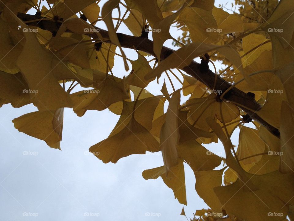 Ginkgo in fall