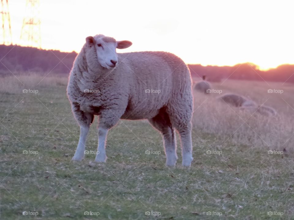 Sheep „Deichschaf“ 