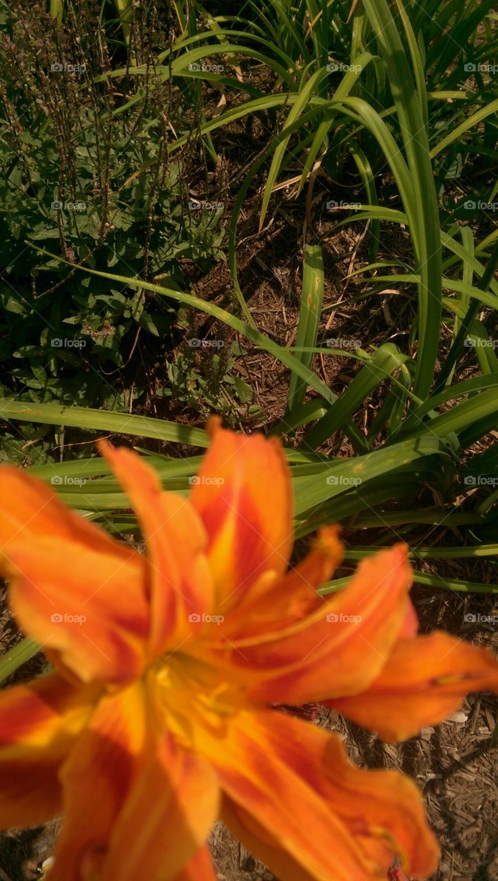 Nature, Flower, No Person, Flora, Leaf