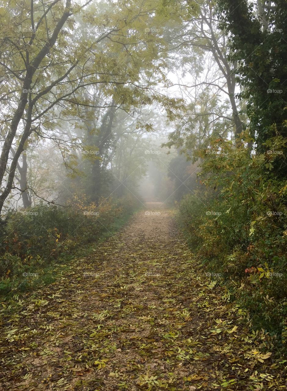 Misty path in the woods