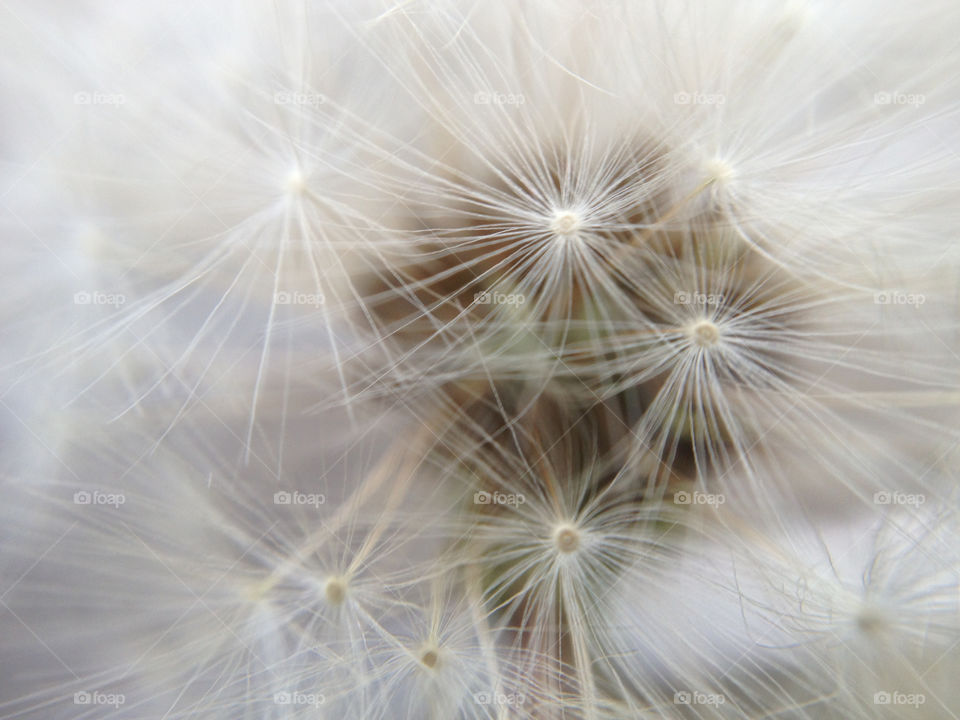 dandelion flower white blawball by sveneva