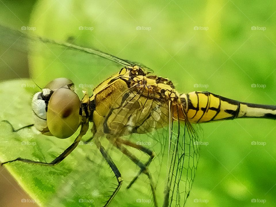 dragon fly in nature