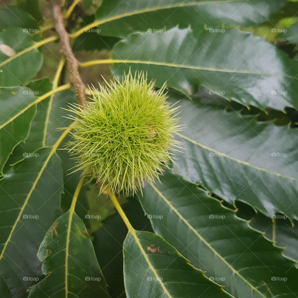 Sweet Chestnut