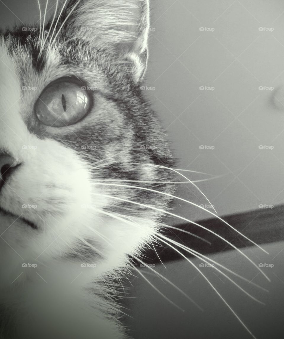 'feline' in touch with reality