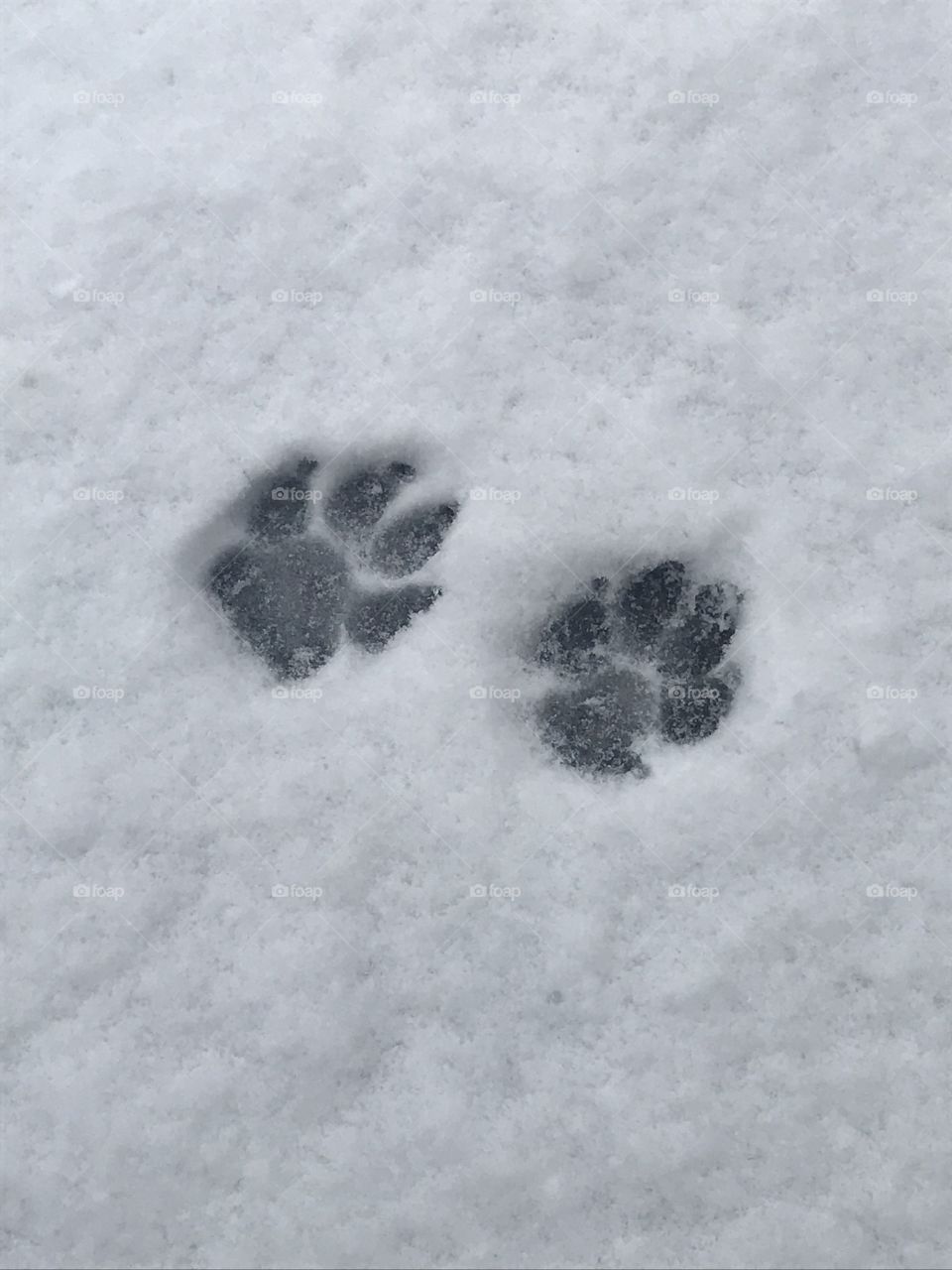 Dog paws in the snow