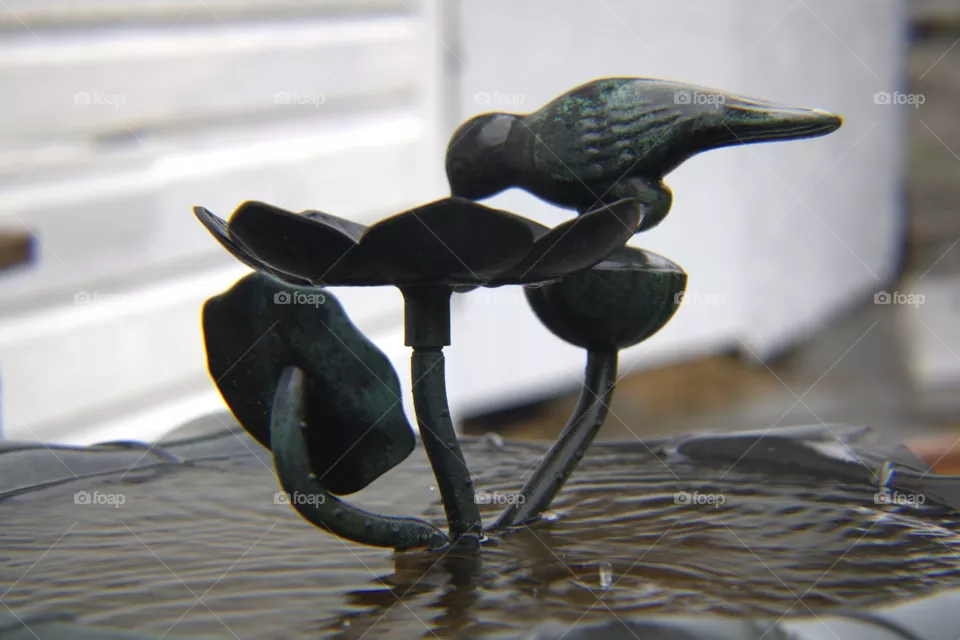 Bird Bath in the Rain