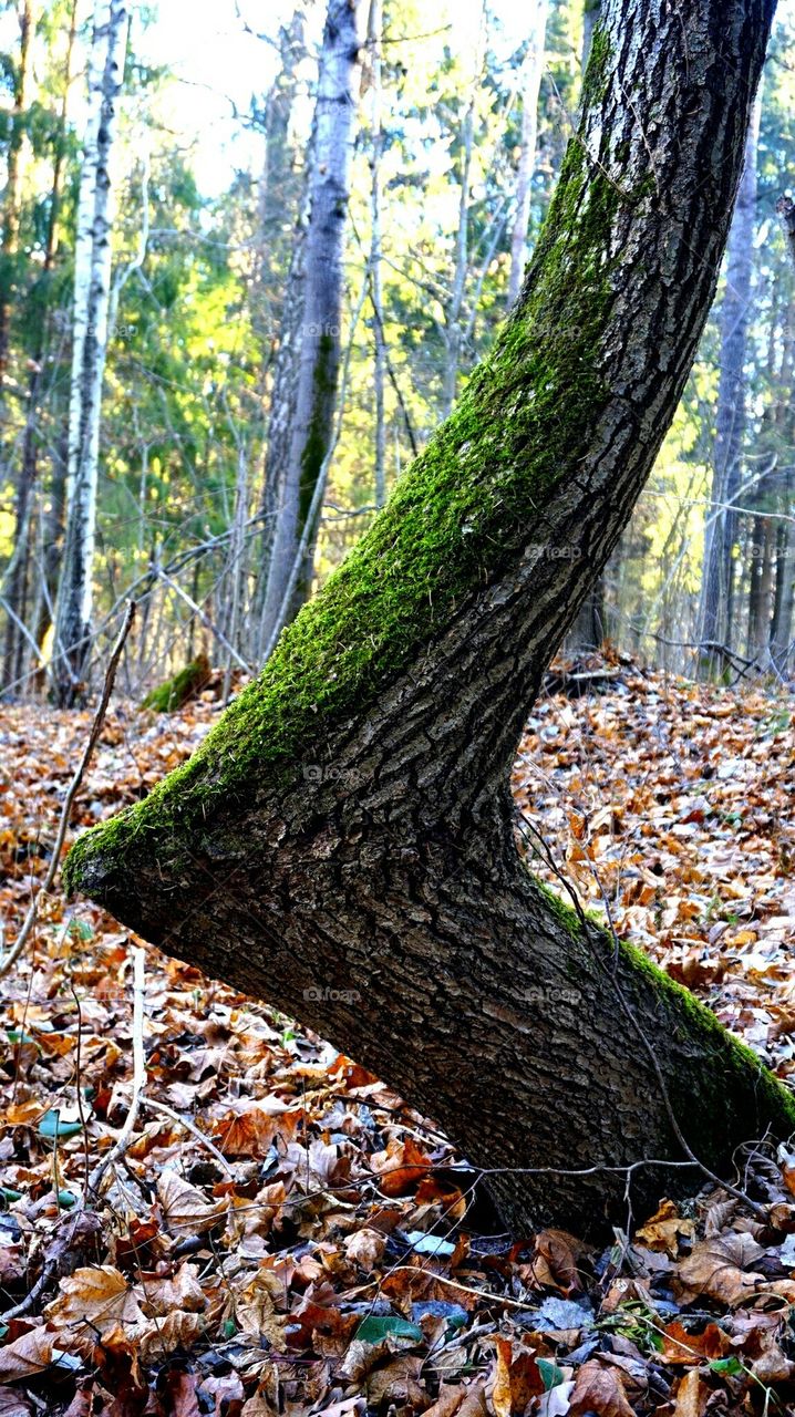 tree#nature#forest