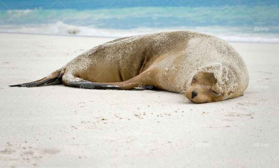 beach ocean relax sleeping by foapsus