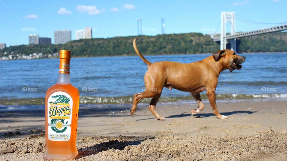 Canis Interruptus - While doing the photo shoot for Bayou Rum this happy dog decides he wants to join in! I got a good laugh!