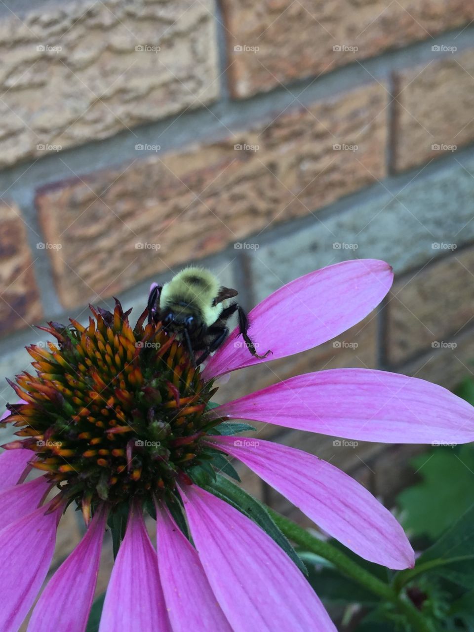 Home flowers. Bees pollination 
