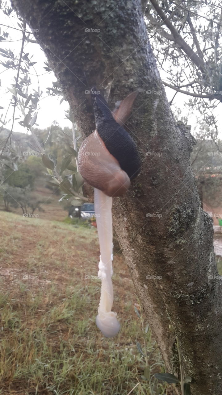 Coupling between snails