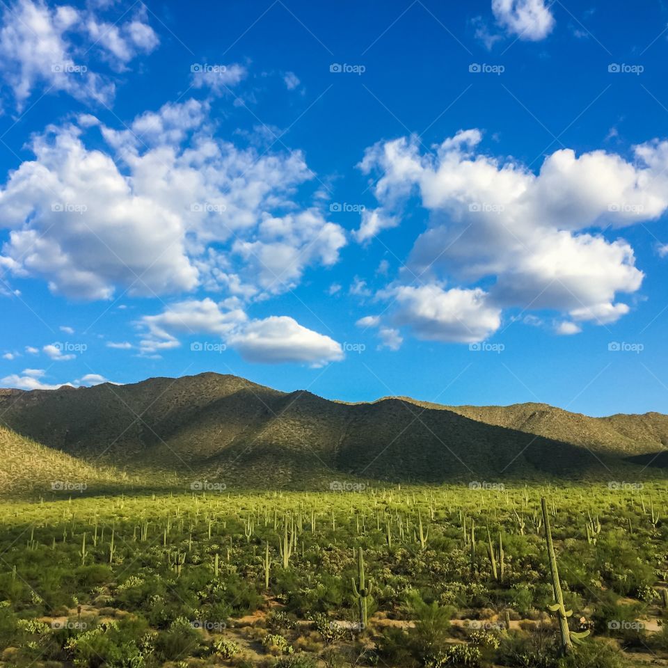 Desert Landscape 