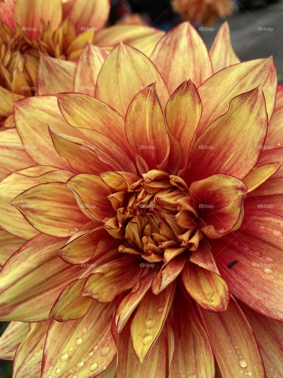 Dahlia flower close up 