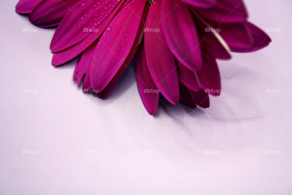 Purple flower