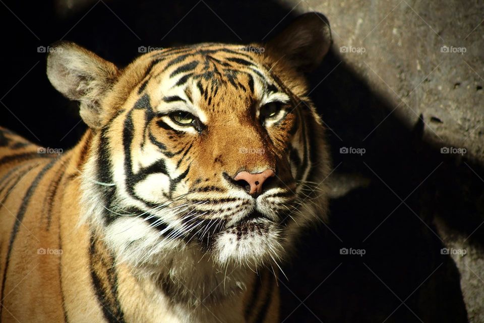 Malayan Tiger looking straight in eyes 