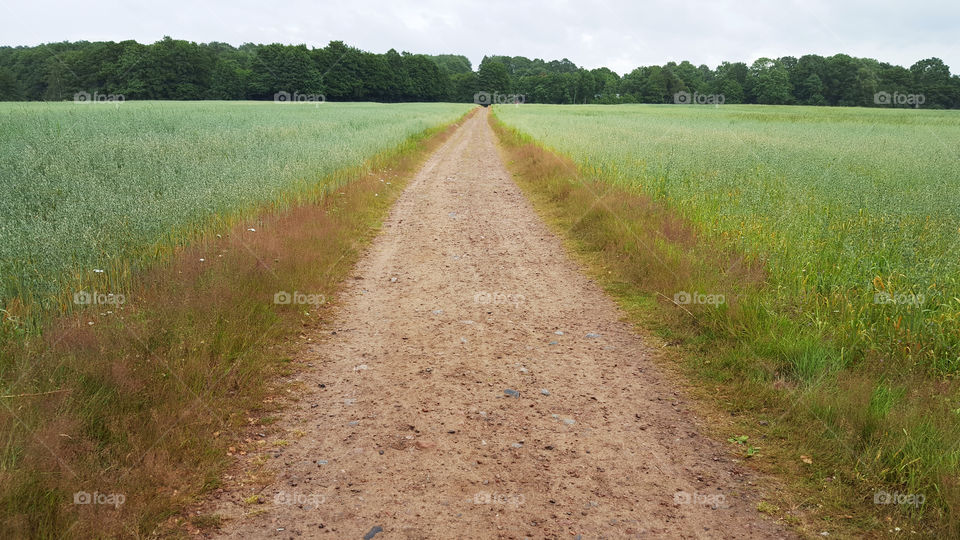 Country road between oat fields .
Grusväg mellan åkrar 