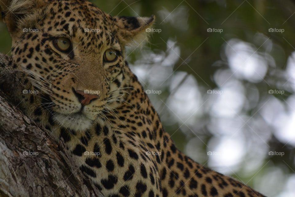 Leopard resting in a tree Thuli reserve Botswana 