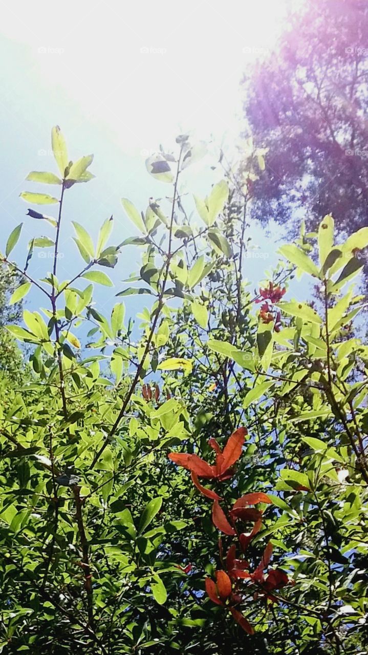 foliage in bright sunlight and a splash of red orange