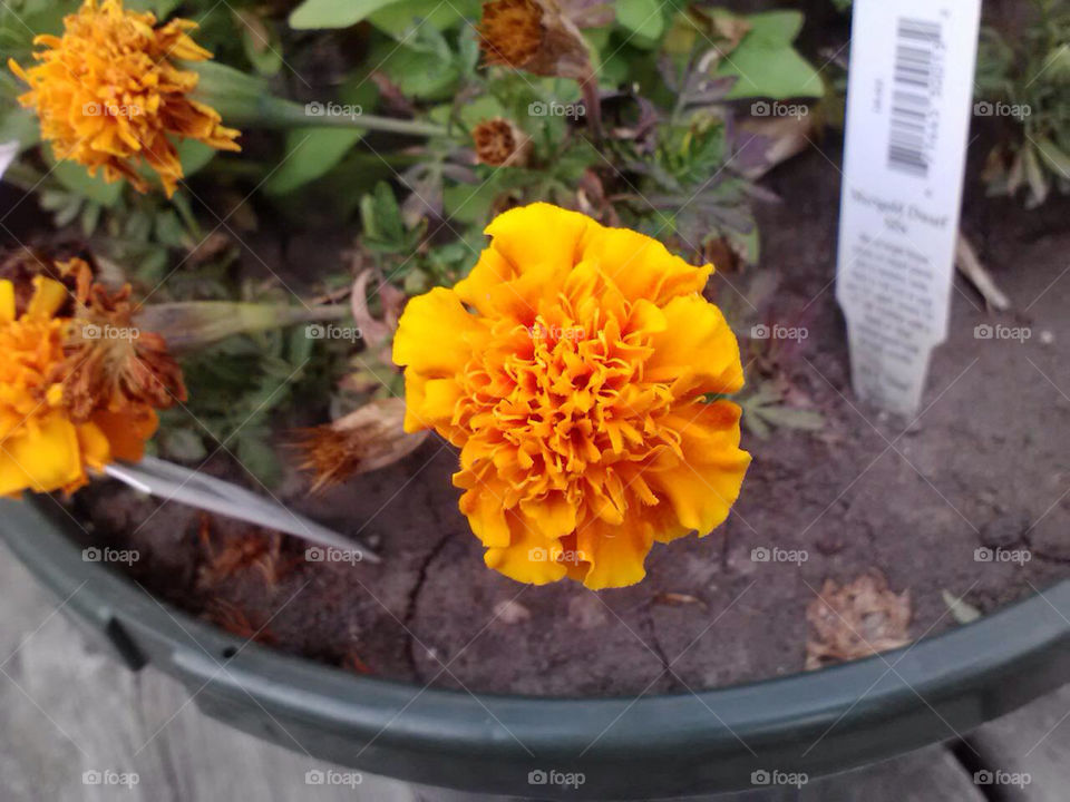 flower orange plant natural by ashley77