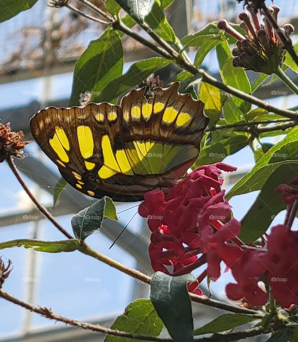 Malachite Butterfly