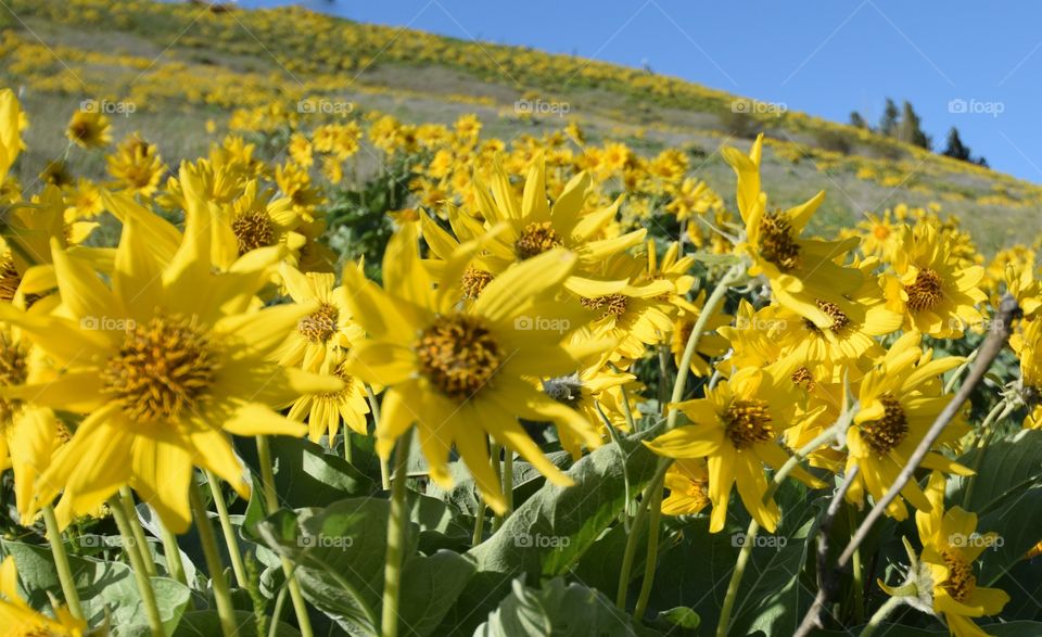 Sunflower Field 