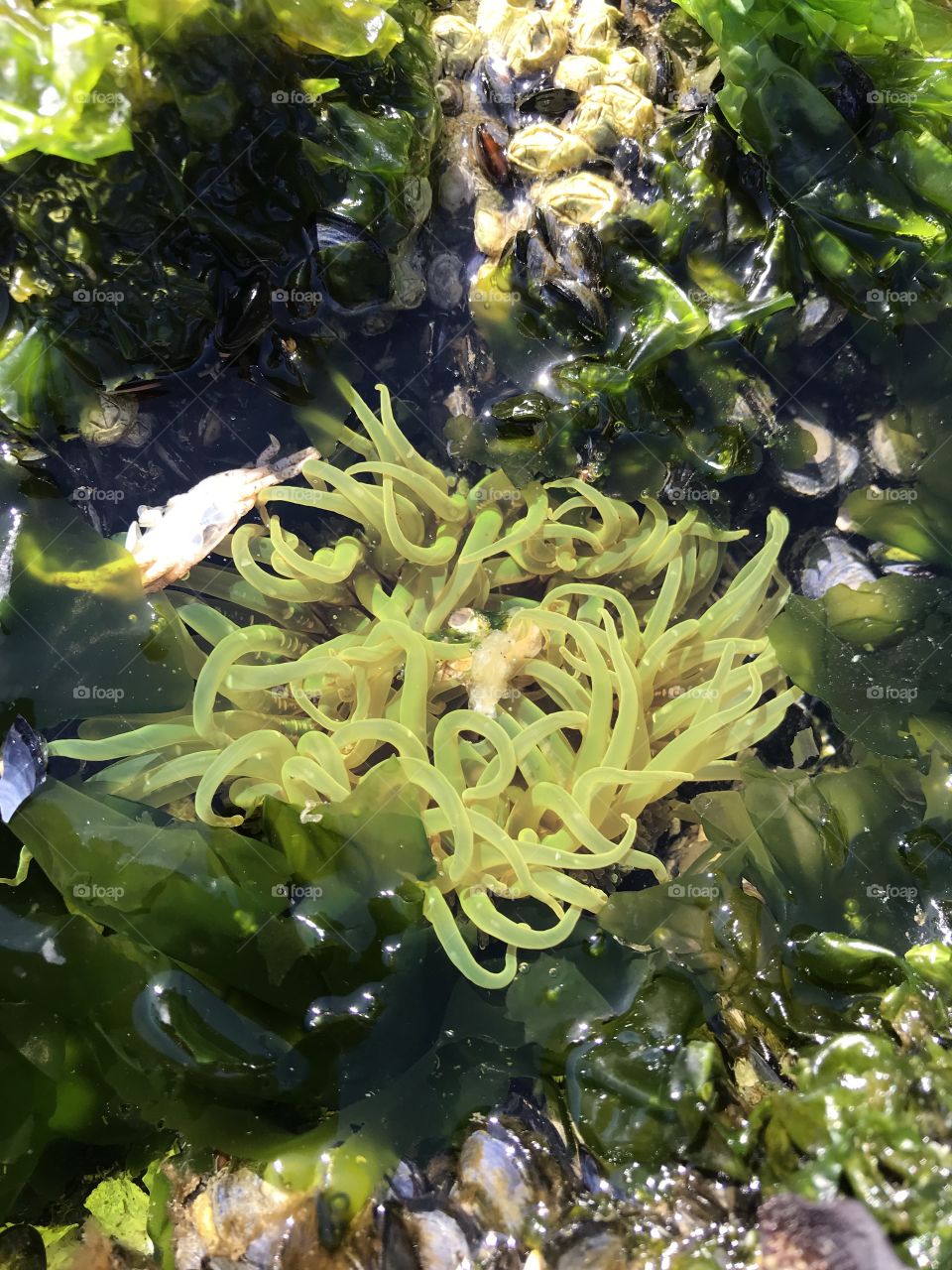 Sea Anemone in British Columbia 