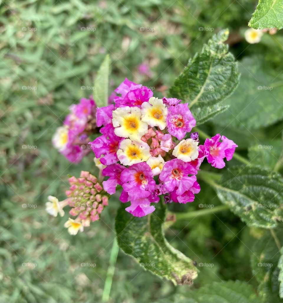 🌹 🇺🇸 Very beautiful flowers to brighten our day.  Live nature and its beauty. Did you like the delicate petals? / 🇧🇷 Flores muito bonitas para alegrar nosso dia. Viva a natureza e sua beleza. Gostaram das pétalas delicadas? 