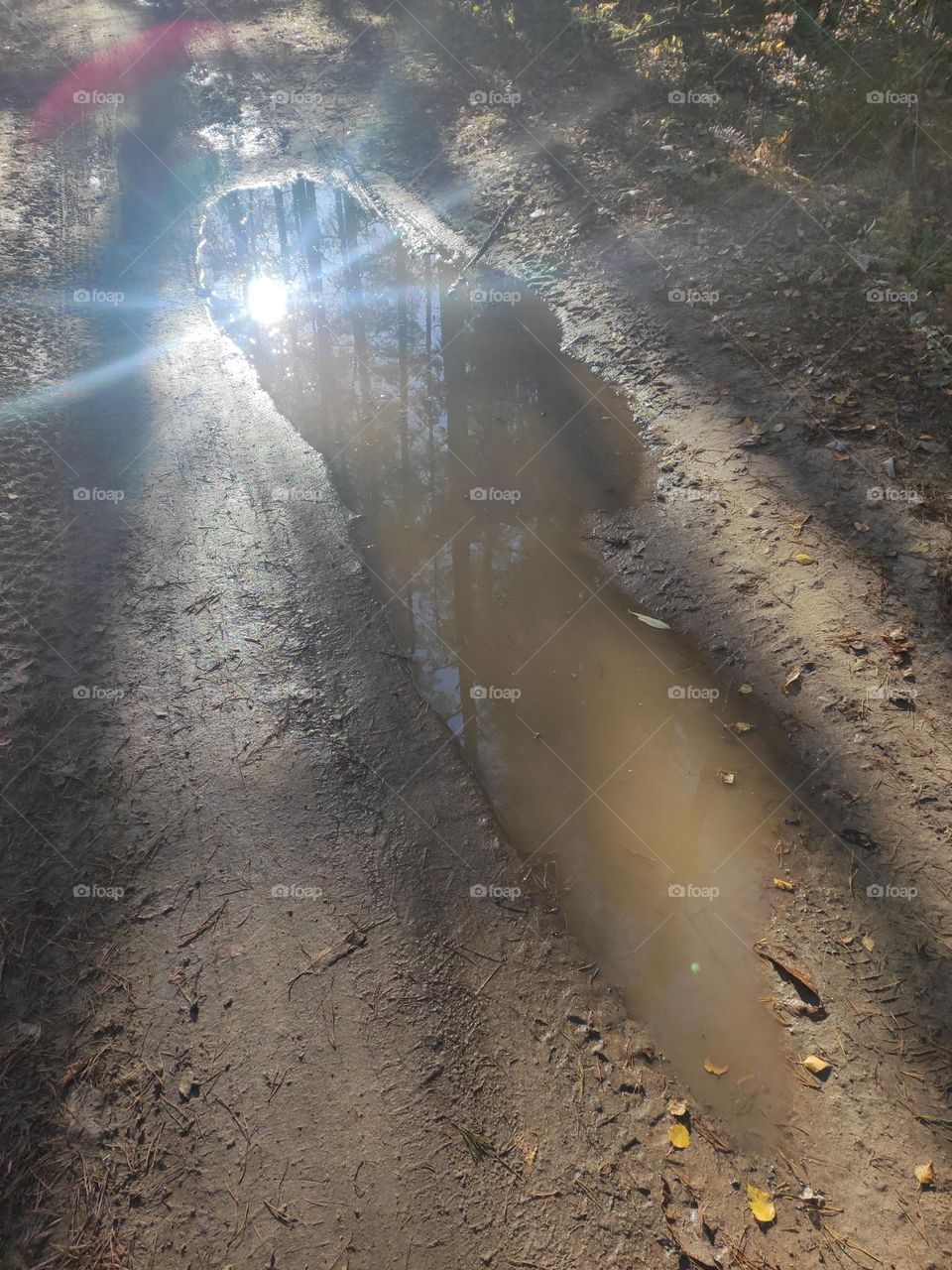 Puddle in the forest on the road