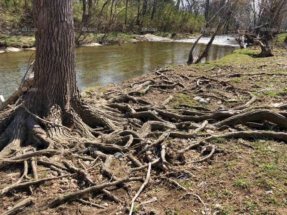 Cool Tree Roots