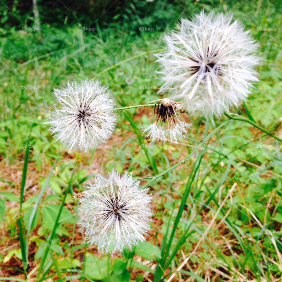 Dandelions @ the farm. Some call them weeds